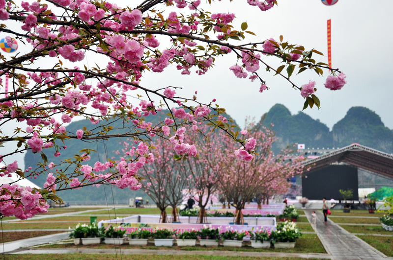 Ha long sakura festival 2016 wraps up viet nam national authority of