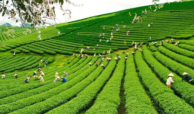 Moc Chau Tea Festival opens - Vietnam National Administration of Tourism