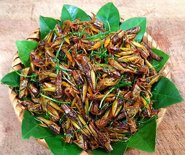 Roasted grasshoppers, the alluring crunchiness - Vietnam National