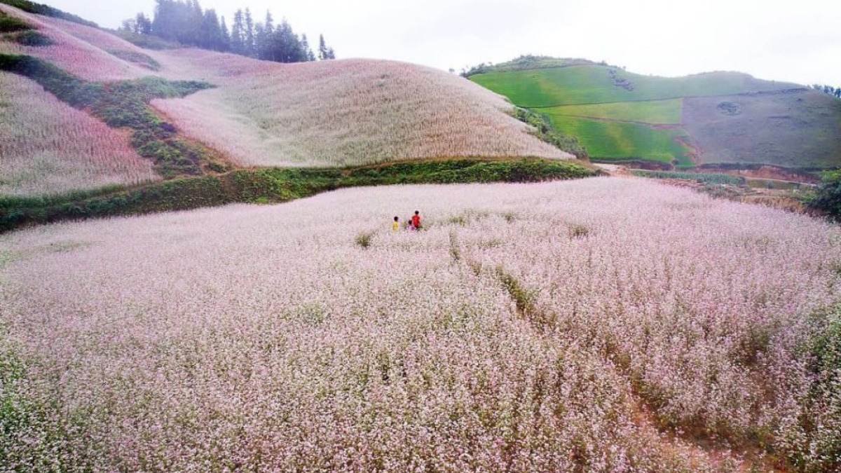 Ha Giang Buckwheat Flower Festival to be back in November ASEAN