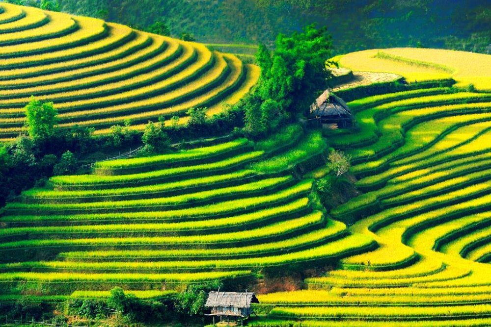 Yen Bai: Che Cu Nha terraced fields - Viet Nam National Authority of ...