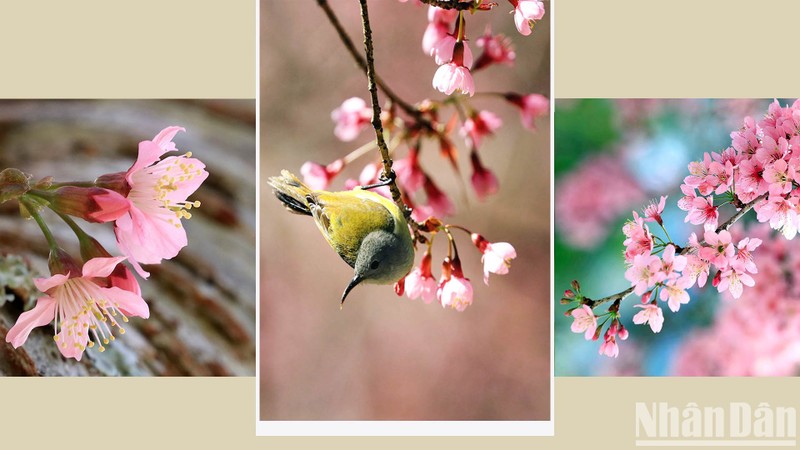 [In Pictures] Da Lat in Mai anh dao blooming season - Viet Nam National