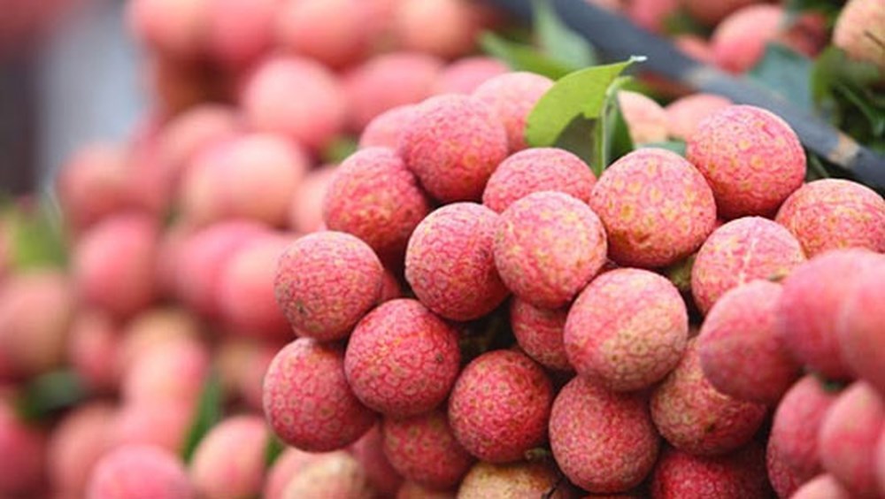 VẢI THIỀU THANH HÀ NỔI BẬT VỚI QUẢ TRÒN ĐỀU VÀ LỚP VỎ ĐỎ TƯƠI BẮT MẮT