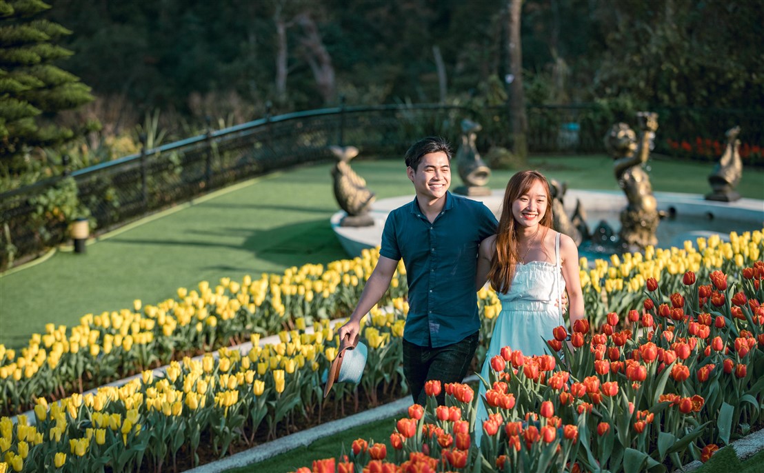 Đến Bà Nà Tết này để chiêm ngưỡng 1,5 triệu bông tulip khoe sắc diệu kỳ