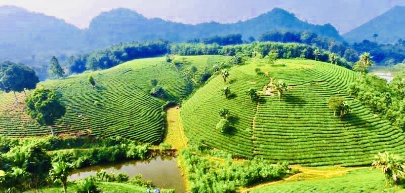 Ghé thăm đồi chè tuyệt đẹp ở Tân Trào, Tuyên Quang