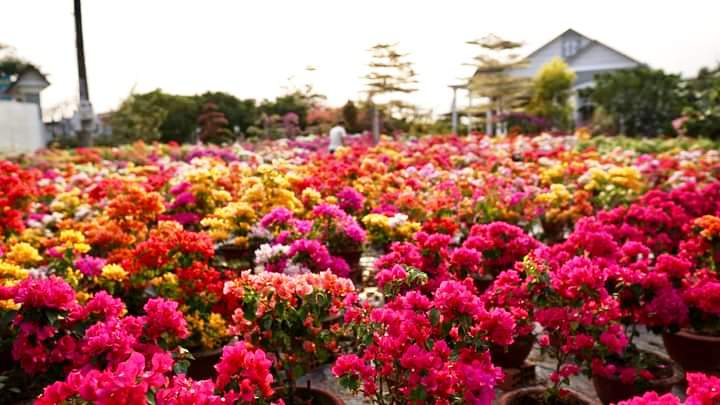 KỸ THUẬT CHĂM SÓC CÂY HOA GIẤY CẢNH - ASAHI NHẬT BẢN