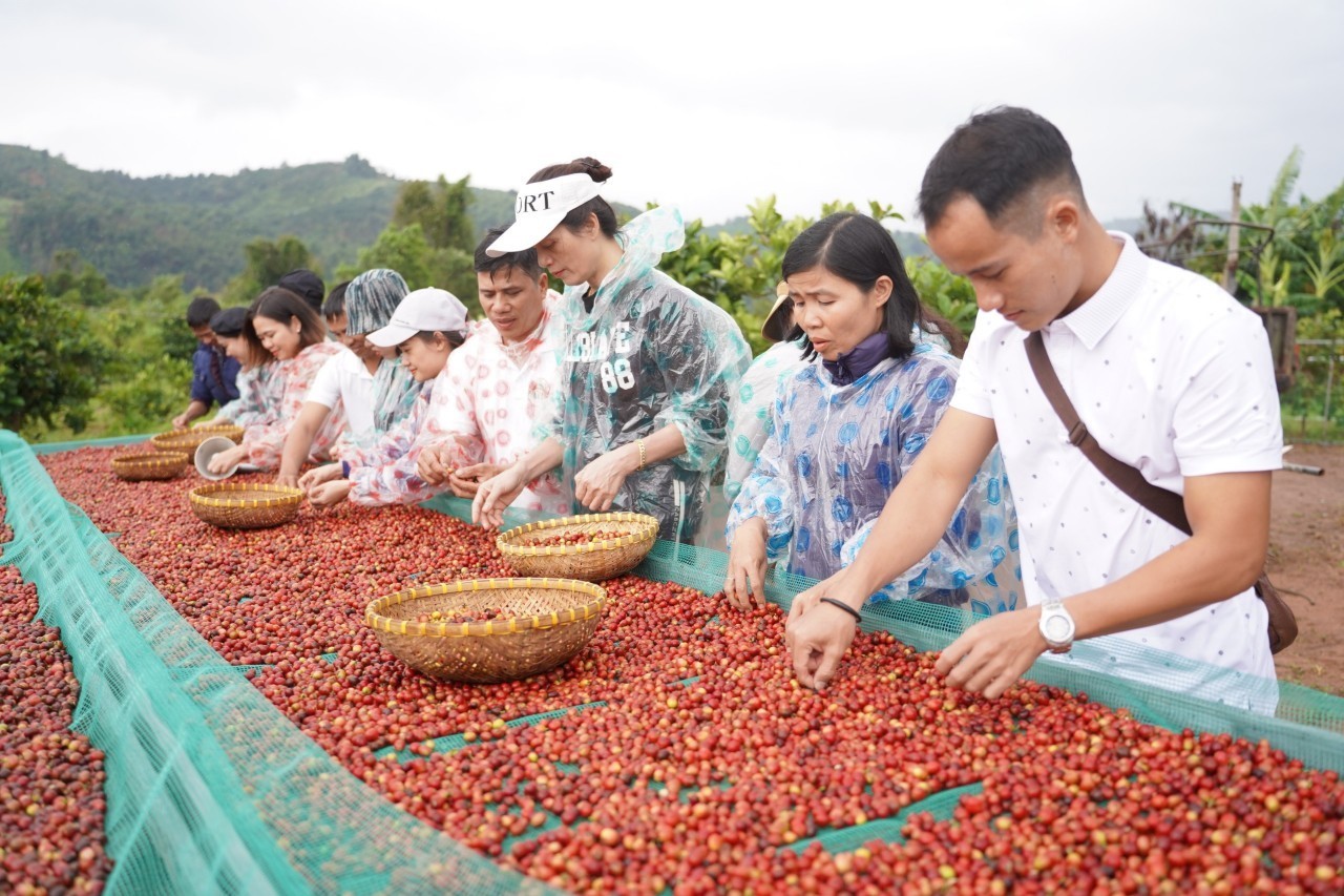 Khe Sanh Coffee tour - Tour du lịch trải nghiệm cà phê Khe Sanh
