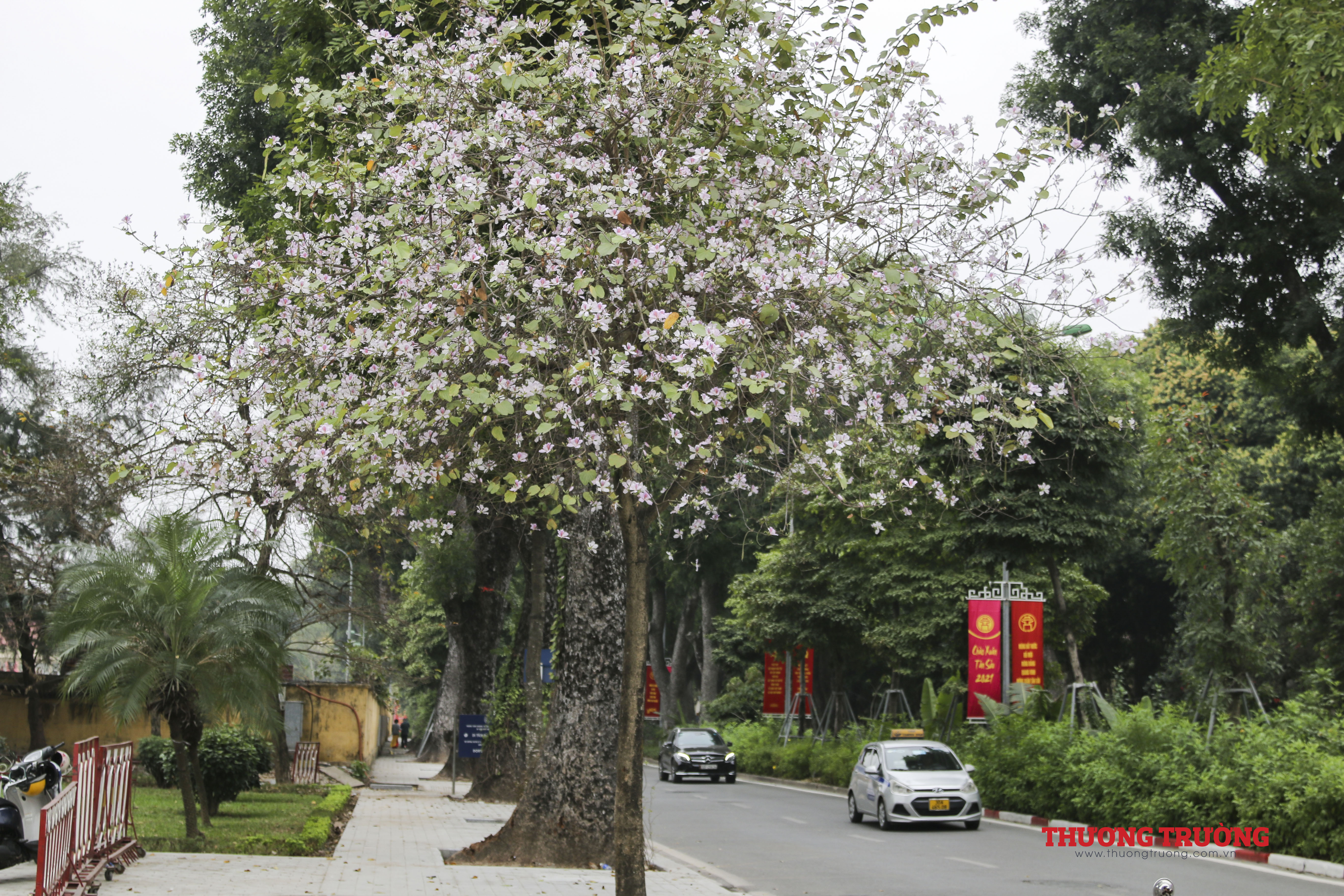 Cây ban Tây Bắc