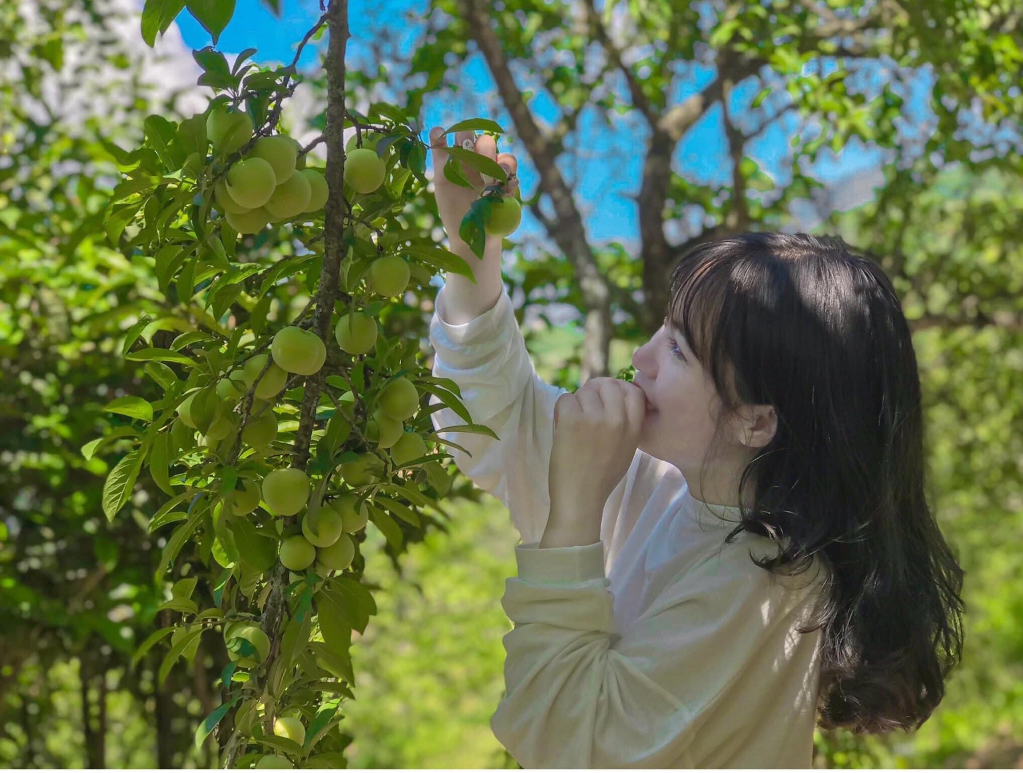 Tourists picking plums in Sapa's orchards