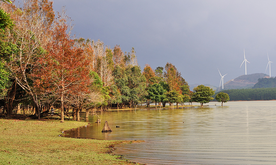Rừng Phong Hương - “Có một chiếc view, bốn mùa đều chill” giữa lòng Quảng Trị